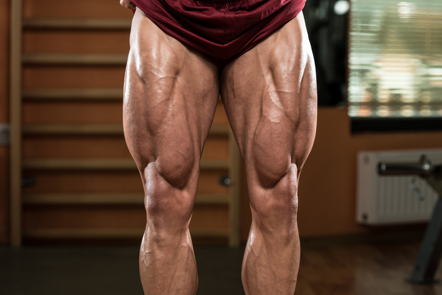muscles of the legs