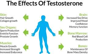 tips to boost testosterone