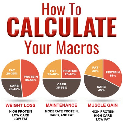 protein calculator for muscle gain
